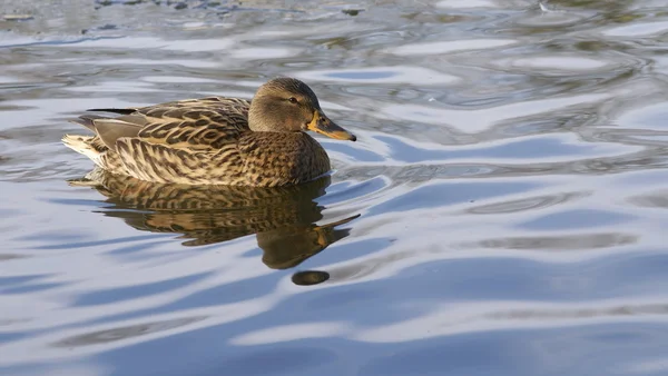 Wild duck simma i en sjö — Stockfoto