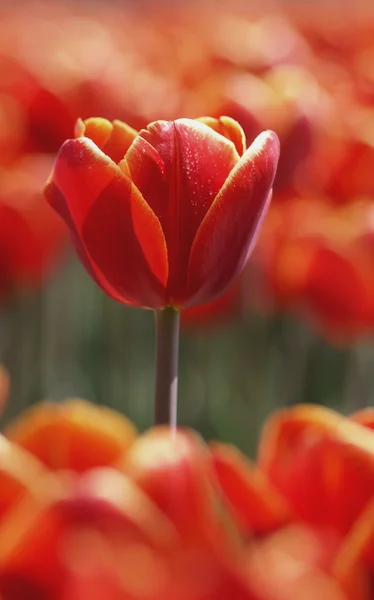 Красный тюльпан в саду — стоковое фото
