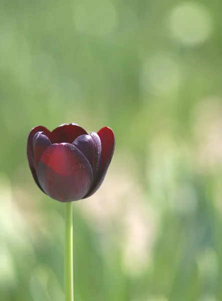 Bild einer Tulpe im Garten — Stockfoto