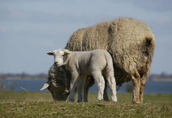 年轻的新生羔羊 — 图库照片