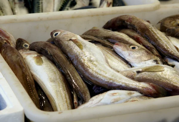 Venta de pescado fresco — Foto de Stock