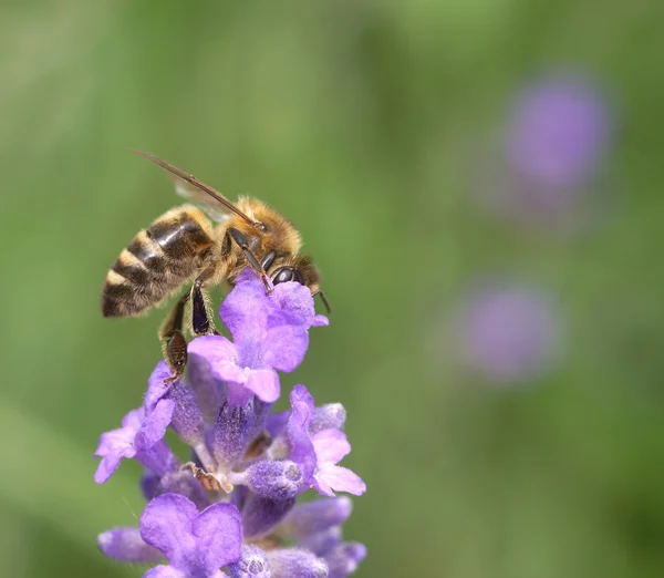 stock image Honeybee collecting nectar