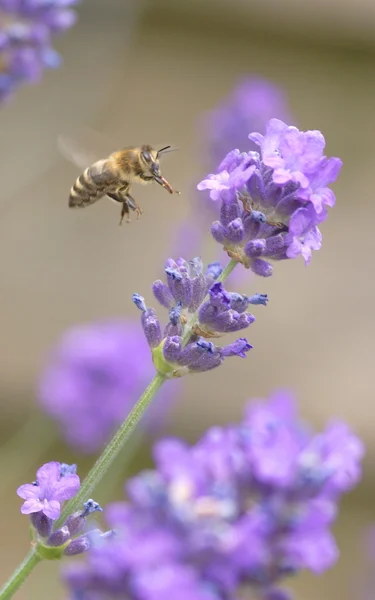 Flying honeybee collecting nectar — Stock Photo, Image