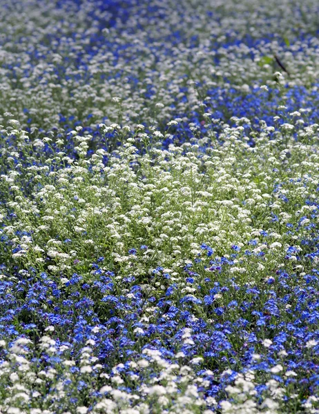 Pozadí modré a bílé květiny — Stock fotografie