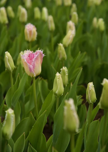 Розовый тюльпан в саду — стоковое фото