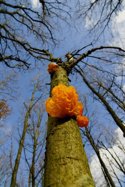 Orange mushroom on tree — Stock Photo, Image