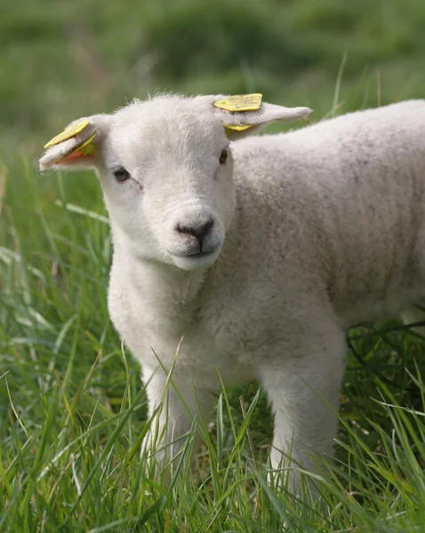 Giovani agnelli appena nati — Foto Stock