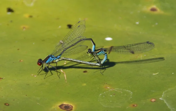 Wheel of mating dragonflies — Stock Photo, Image