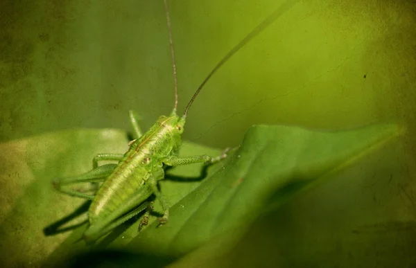 Green grasshopper on a leaf — Stock Photo, Image