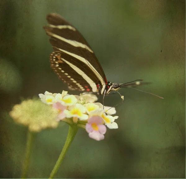 Beautiful butterfly sitting on a flower — Stock Photo, Image