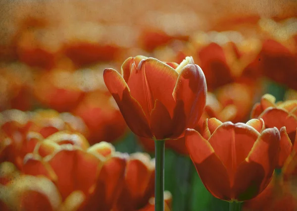 Гранж изображение красного тюльпана в саду — стоковое фото