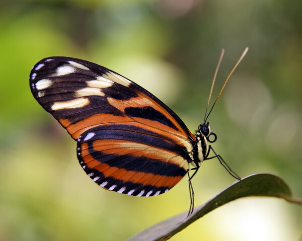 Beautiful butterfly on a leaf