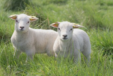 Young newborn lamb clipart