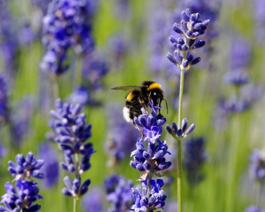 Honeybee collecting nectar on lavender clipart