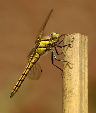 Yellow dragonfly resting on a pole clipart