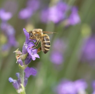 nektar lavanta üzerinde toplama bal arısı
