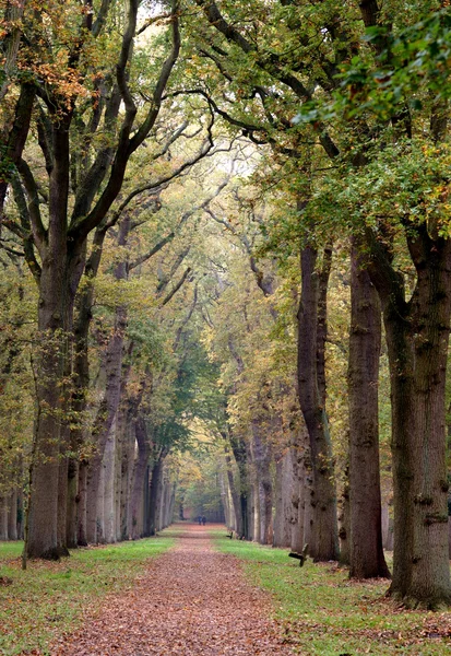 Herbstlandschaft im Wald — Stockfoto