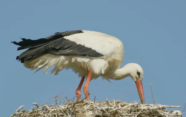 Vit stork sitter på sitt bo — Stockfoto