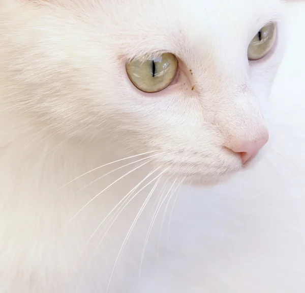 stock image Beautiful white kitten