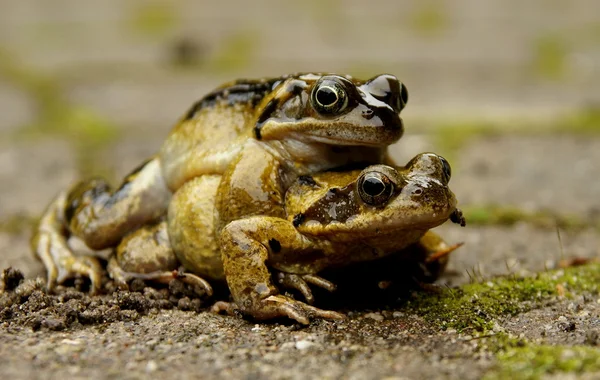 Gody żab — Zdjęcie stockowe