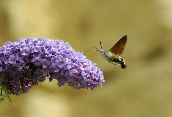 Schmetterling trinkt aus einer Blume — Stockfoto