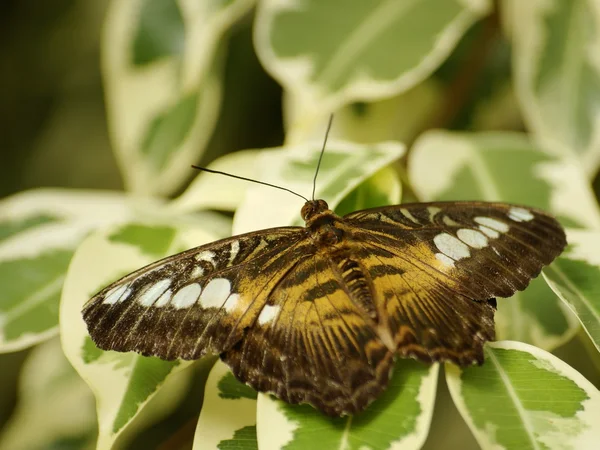 Schmetterling, der auf einem Blatt ruht — Stockfoto