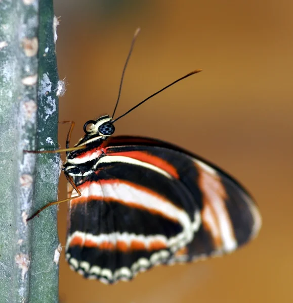 Prachtvoller Schmetterling — Stockfoto
