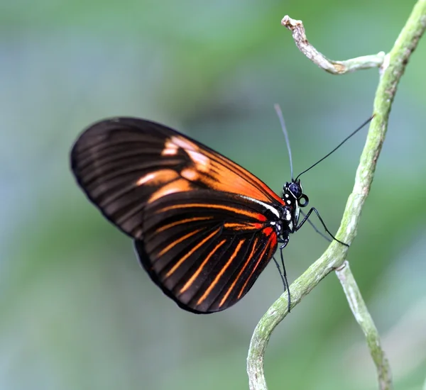 Gorgeous Butterfly — Stock Photo, Image