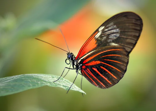 Butterfly resting on a leaf — Stock Photo, Image