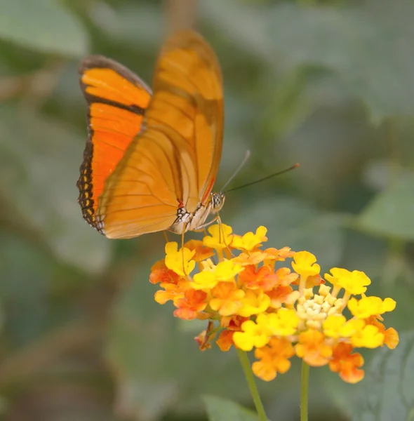 Schmetterling ruht auf einer Blume — Stockfoto