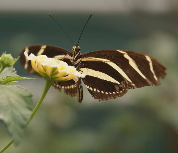 Schmetterling ruht auf einer Blume — Stockfoto