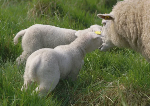 Молоді новонароджені ягнята з матір'ю вівцею — стокове фото