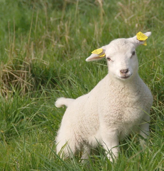 Young newborn lamb — Stock Photo, Image
