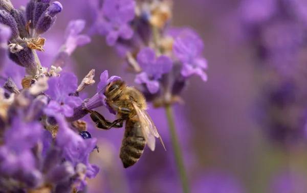 Honeybee collecting nectar on lavender — Stock Photo, Image