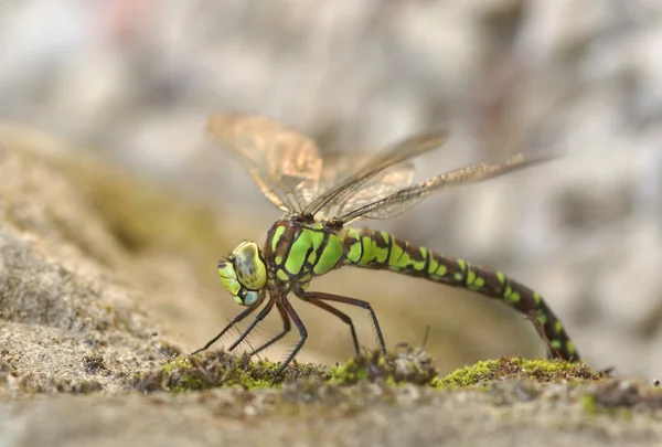 Underbara dragonfly — Stockfoto
