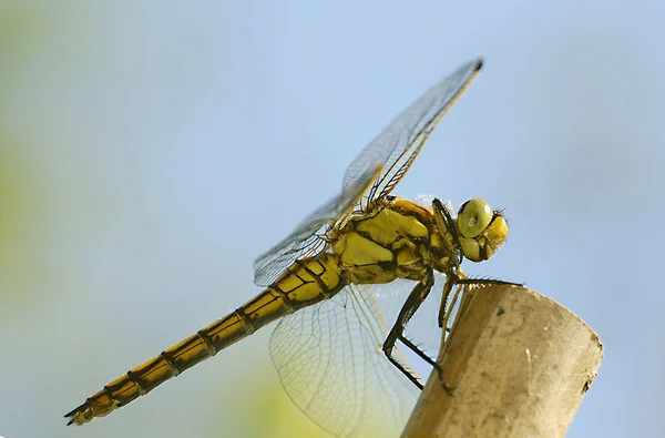 Yellow dragonfly resting on a pole — Stock Photo, Image