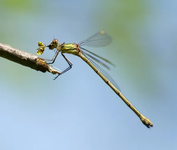 Dragnfly eten een insekt — Stockfoto