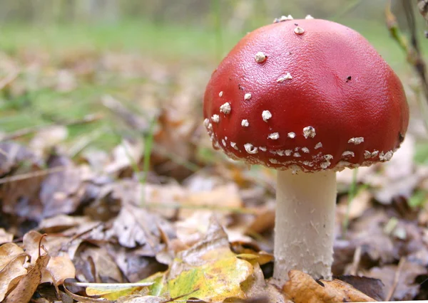 Краснопятнистый гриб — стоковое фото