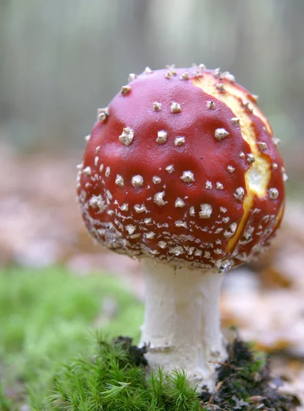Rode stijve paddenstoel — Stockfoto
