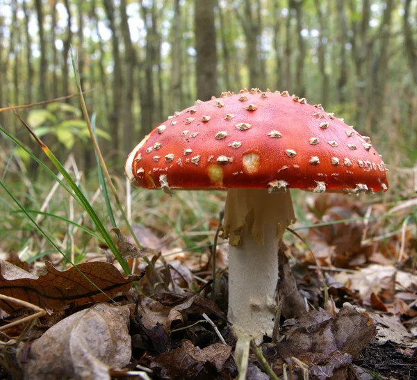 Rode stijve paddenstoel — Stockfoto