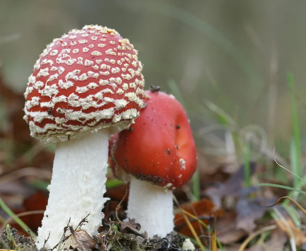 Краснопятнистый гриб — стоковое фото