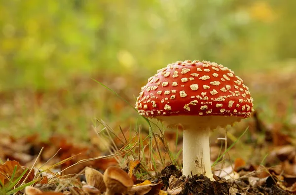 Cogumelo de estipe vermelho — Fotografia de Stock