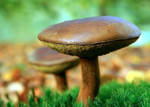 Toadstool / mushroom — Stock Photo, Image