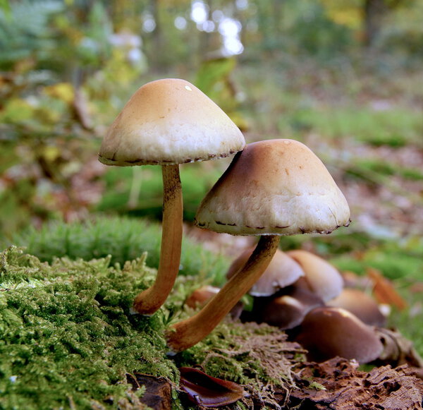 Поганка / гриб
