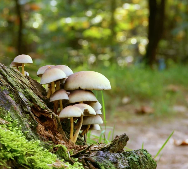Toadstool / mushroom — Stock Photo, Image