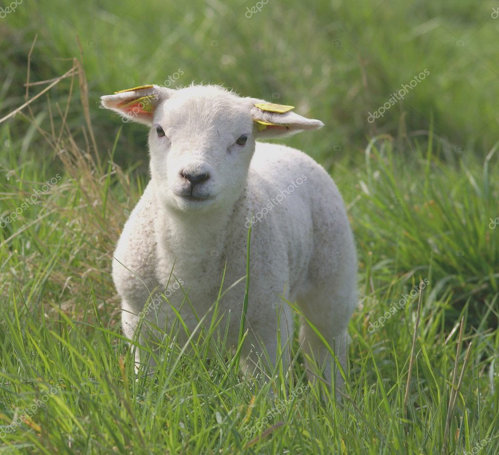 Young newborn lamb Stock Photo by ©scrabble 2475669
