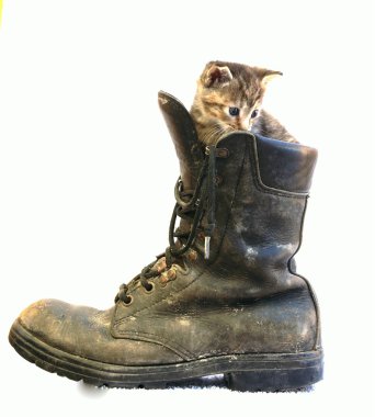 Cute little cate sitting on a large boot