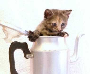 Cute little cat in a coffeepot clipart