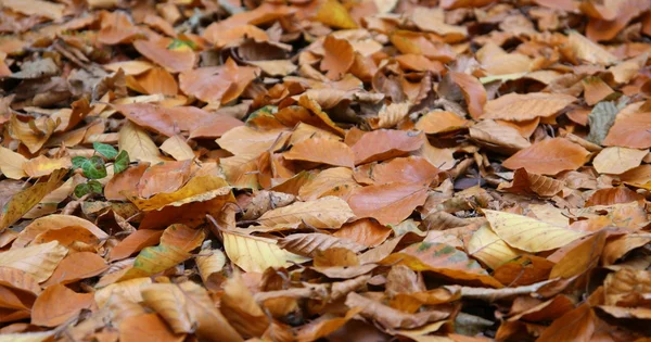 stock image Autumn leaves