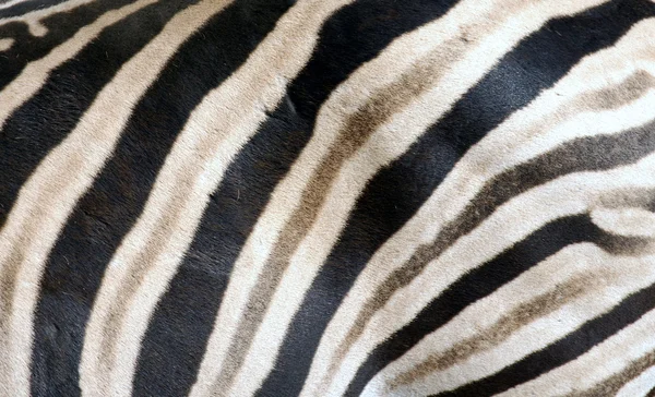 斑马条纹纹理 — 图库照片
